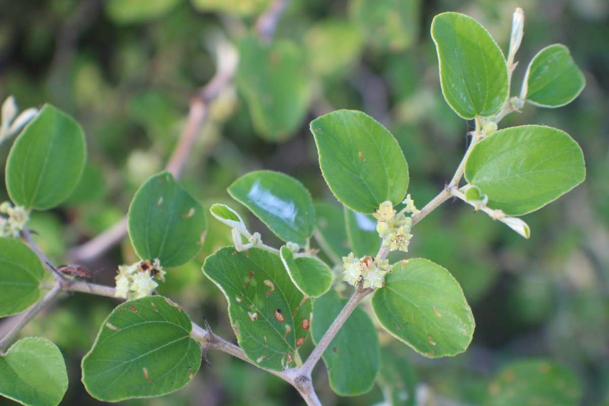 Ziziphus mauritiana Lam.